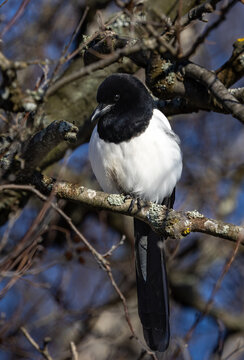 Euraasian magpie on a branch in spring
