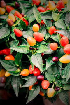 Colourful Chilli Plants On Sale At The Waddesdon Manor 2025 Chilli Festival