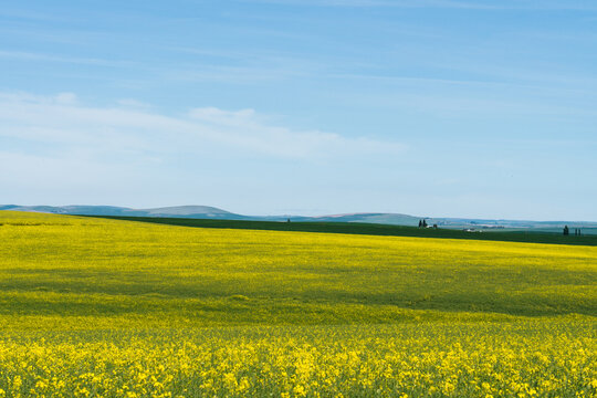 Yellow Canola Field in Idaho Under Blue Sky