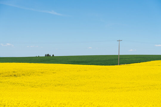 Bright Yellow Canola Prairie Landscape