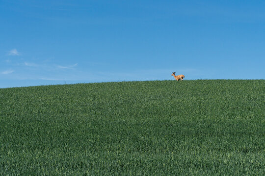Whitetail Deer on Green Prairie