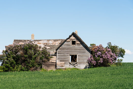 Weathered Homestead Amid Blooming Lilacs