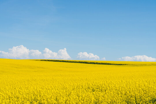 Rolling Canola Field Summer Sky