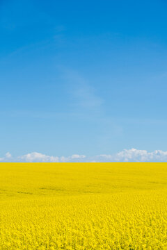 Canola Bloom Under Clear Sky