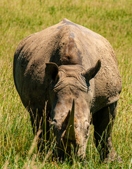 Rhino grazing on grass in the savannah under the sun © Shawn