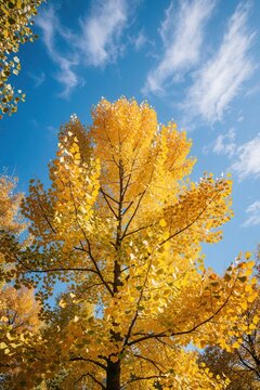 Golden autumn leaves of a tulip tree contrast against a clear blue sky. Sunlit foliage displays vibrant yellow hues. Nature shows seasonal change in parkland.