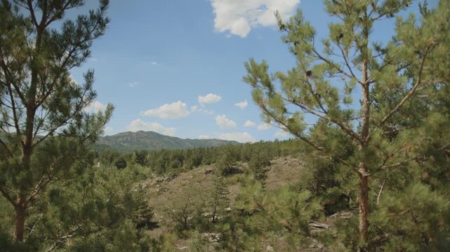 Altai pine forest and mountain slope on a sunny day