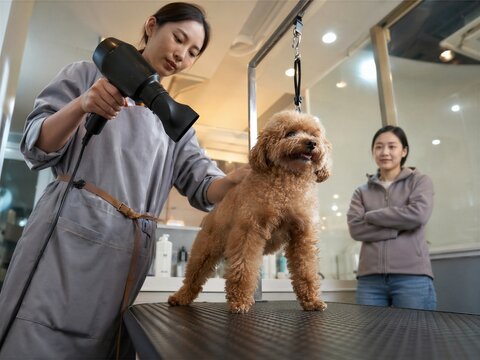 Dog Groomer Drying Poodle in Salon