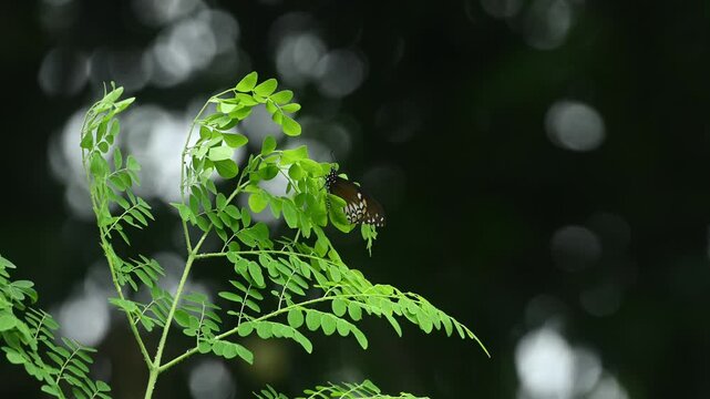 A Common Mime (Papilio clytia),  a Batesian mimic of toxic crow butterflies, is found fluttering in gardens, along forest edges, interacts with the top of the moringa tree (Moringa oleifera) leaves.
