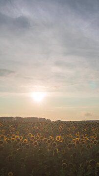 Beautiful sunflower field with vibrant colors at a picturesque sunset in the evening