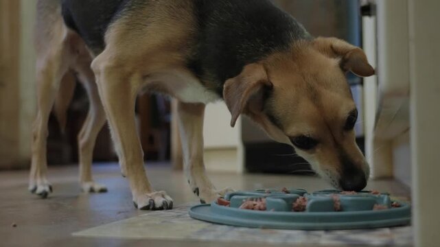 Small pet dog eagerly eats her breakfast from a plate on the floor