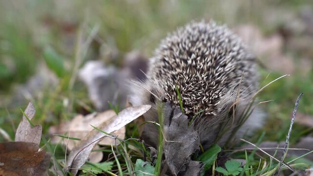 European hedgehog moving slowly through green grass while exploring its natural habitat. Small wild mammal footage highlights biodiversity, habitat conservation and ecosystem health.