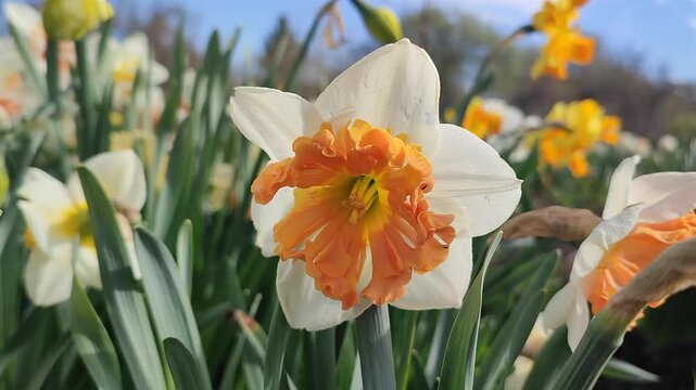 Blooming daffodil flower on sunny spring day with blue sky. Narcissus flower close-up. Blossomed flower with white orange petals, yellow stamens, green leaves growing in ground. Natural background