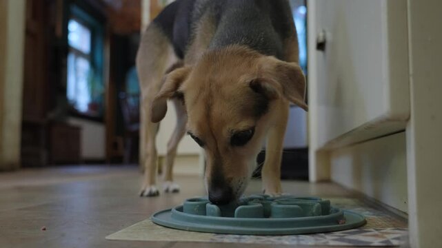 Small pet dog eagerly eats her breakfast from a plate on the floor