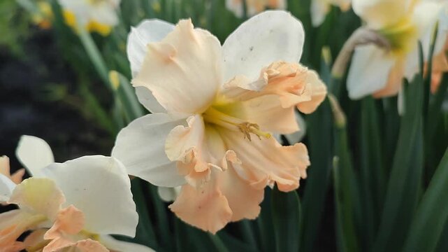 Blooming daffodil flower on spring day. Blooming narcissus flower close-up. Blossomed multi-colored flower with petals, stamens and green leaves growing in ground. Natural background