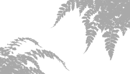 Obraz premium Fern leaf shadow isolated on transparent background