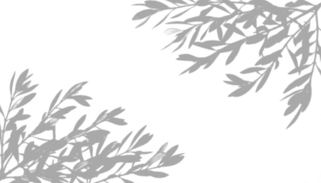 Shadow of olive tree branches isolated on transparent background