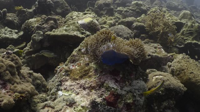 Fish swimming around a piece of soft coral waiving in the current in slow motion in 4k