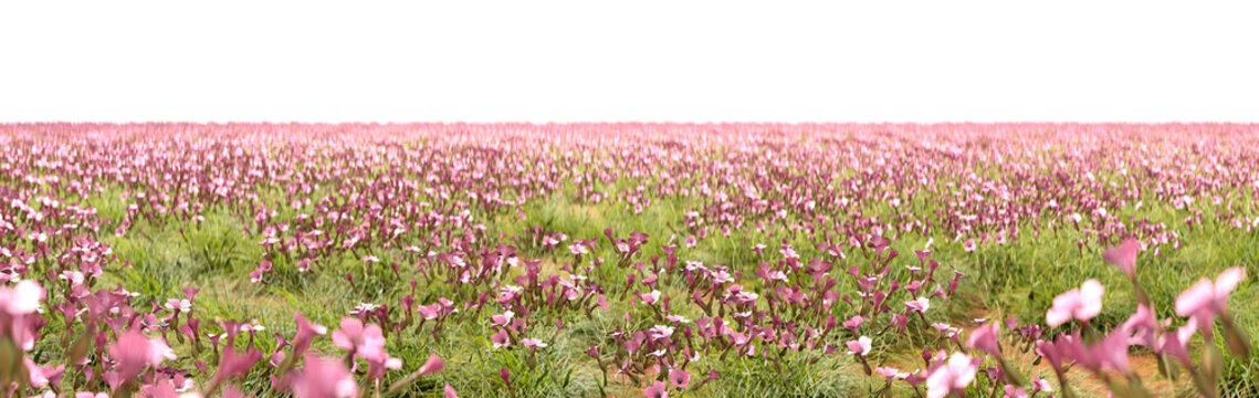 Pink blossoming flowers fields isolate transparent backgrounds 3d rendering png