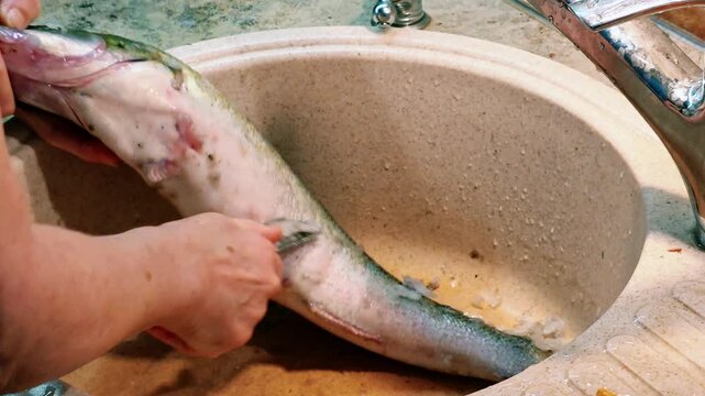 Hands cleaning and scaling fresh fish in kitchen sink. Woman preparing raw catch for cooking. Food preparation process with raw seafood at home.
