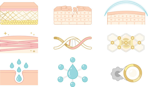 Human skin layers and dermatology treatment vector icon set featuring collagen renewal moisture absorption protective barriers and cellular repair.