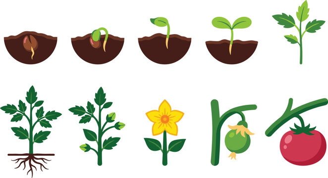 Tomato plant growth stages vector illustration set featuring seed germination seedling sprout flowering and ripe red fruit development.