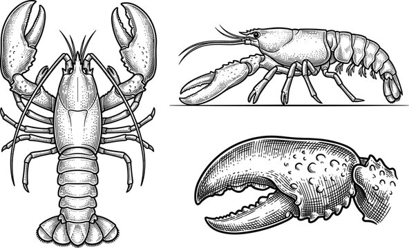 Vintage hand drawn lobster illustration vector set featuring detailed marine engraving style seafood sketches with pincers claws and shells.