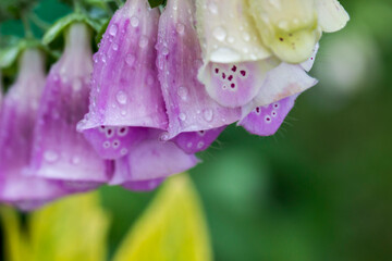 Delicate foxglove blooms with dewdrops, Digitalis purpurea bell-shaped flowers in soft purple hues © AlMacro