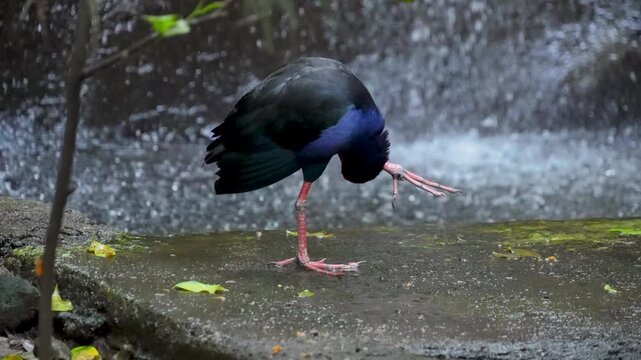 Australasian swamphen bird standing on one leg on a wet stone with a waterfall stream flowing in the background.