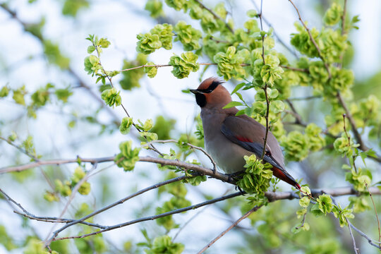 immature or second calendar year japanese waxwing (bombycilla japonica) perching in an elm tree (Ulmus spc.), found near Khalk River in eastern Mongolia in Dornod Aimag