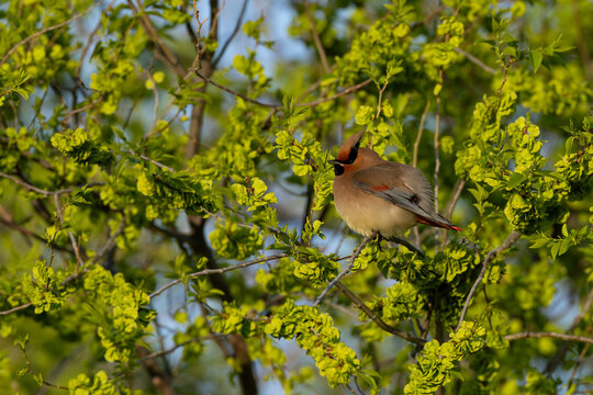 immature or second calendar year japanese waxwing (bombycilla japonica) perching in an elm tree (Ulmus spc.), found near Khalk River in eastern Mongolia in Dornod Aimag