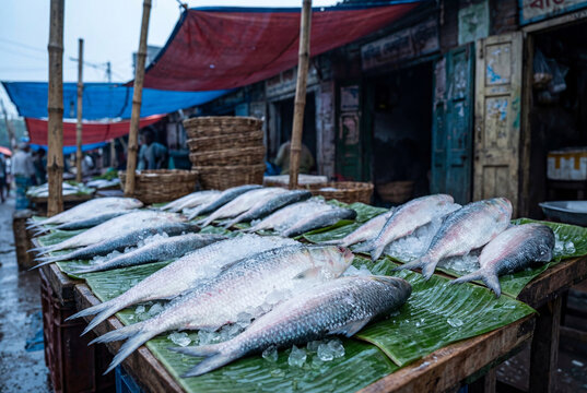 Fresh fish displayed on crushed ice and banana leaves at a traditional Bengali fish market in Kolkata, West Bengal, India, showcasing local food culture and bustling bazaar life