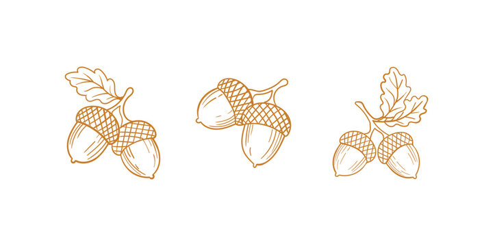 Set of handdrawn acorns with oak leaves, vector illustration
