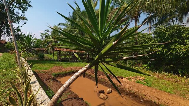 Tropical garden landscape with leaning yucca plant and muddy pond water