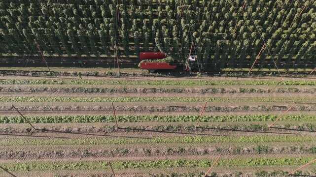 Fly over a Hop field in Bavaria during harvest season after summer time