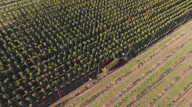 Fly over a Hop field in Bavaria during harvest season after summer time