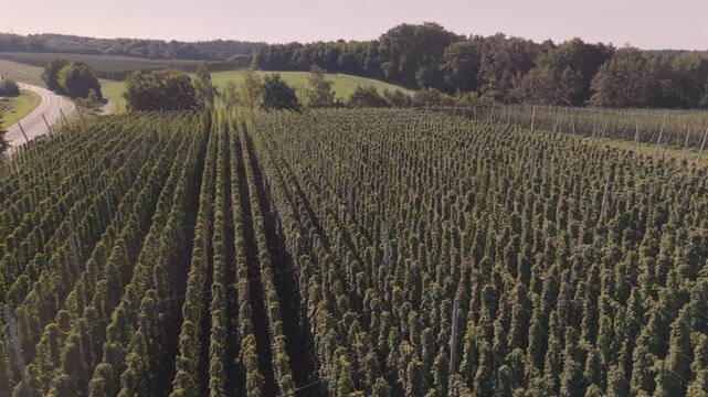 Bavarian Hop field from top at late summer season close before harvest season starts