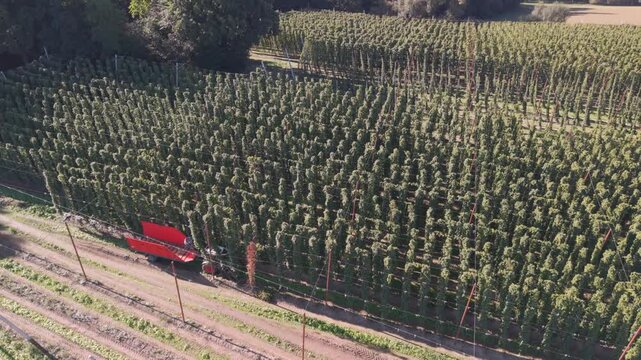 Fly over a Hop field in Bavaria during harvest season after summer time