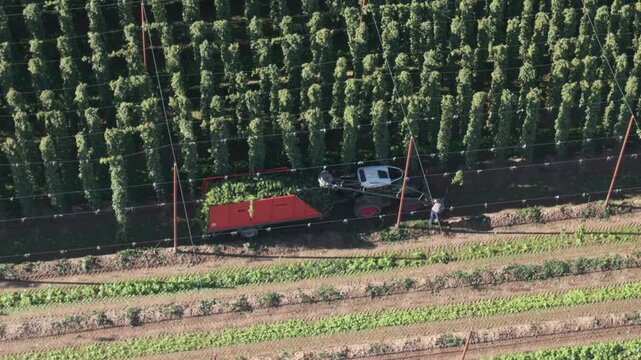 Fly over a Hop field in Bavaria during harvest season after summer time