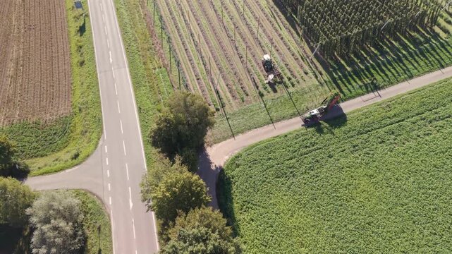 Fly over a Hop field in Bavaria during harvest season after summer time
