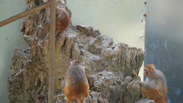 back portrait snow monkey sitting on the rock watching other monkey in the zoo