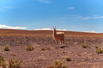 Fototapeta premium Llama en el desierto de Atacama, Chile
