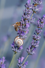 Honeybee and small snail on purple lavender flowers in close-up © Fotescu