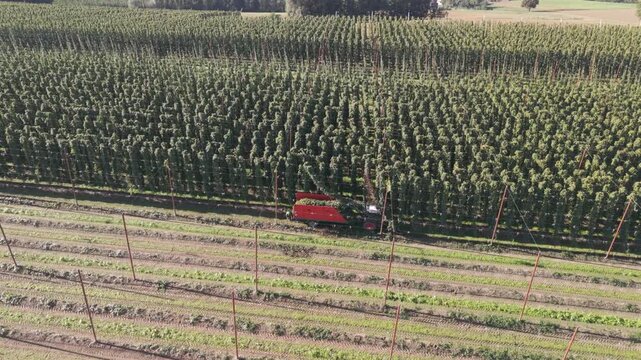 Fly over a Hop field in Bavaria during harvest season after summer time
