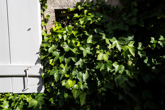 Lierre grimpant et volet en bois blanc a Chateau Chalon