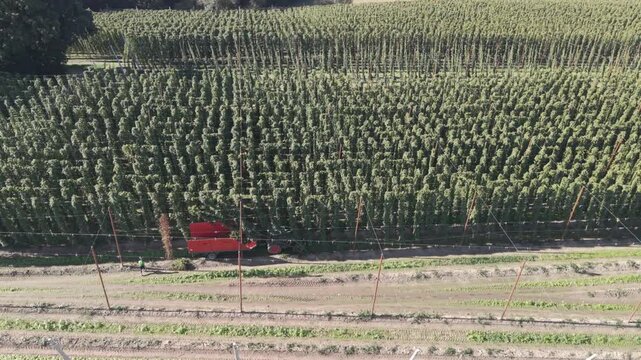 Fly over a Hop field in Bavaria during harvest season after summer time
