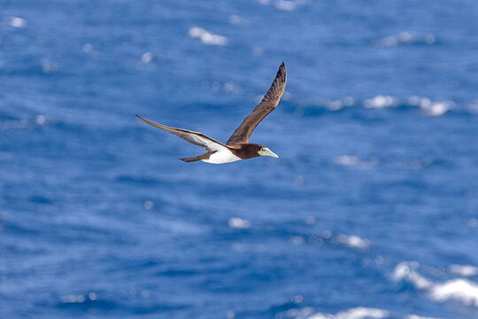 a female brown booby in flight, seen from side against the blue sea