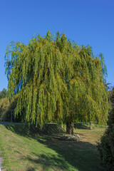 Big weeping willow tree standing on green grass lawn under clear blue sky  © SK