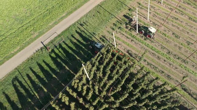 Fly over a Hop field in Bavaria during harvest season after summer time
