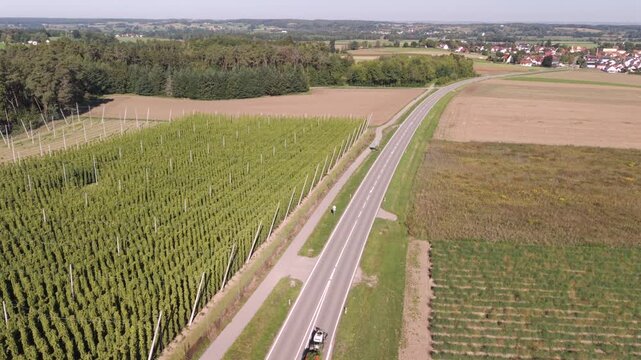 Fly over a Hop field in Bavaria during harvest season after summer time